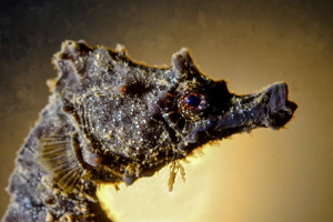 Med-Hyppo, 
nigh dive, backlight by Marco Gargiulo 